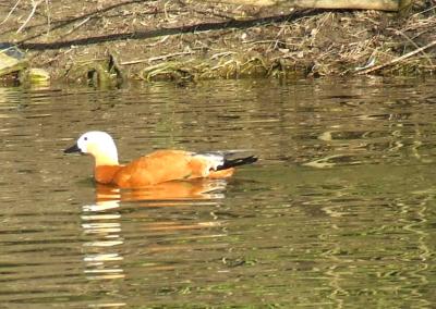 Прикрепленное изображение: 006.jpg